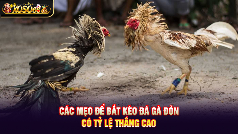 Đá gà đòn