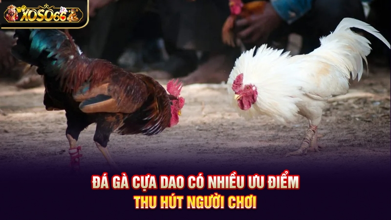 Đá gà cựa dao