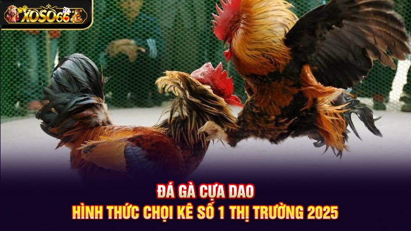 Đá gà cựa dao