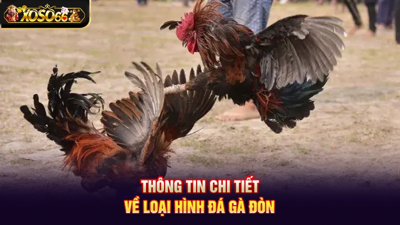 Đá gà đòn