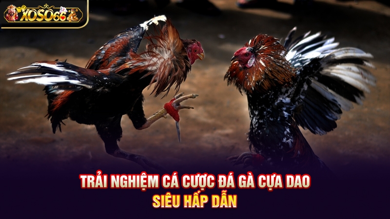 Đá gà cựa dao