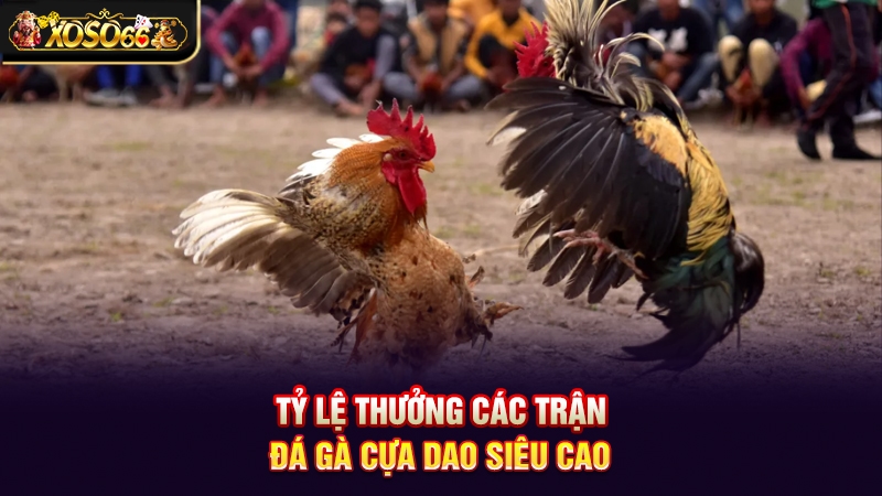 Đá gà cựa dao