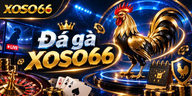 Đá Gà XOSO66 – Cách Đọc Kèo Và Hiểu Quy Tắc Trước Khi Tham Gia